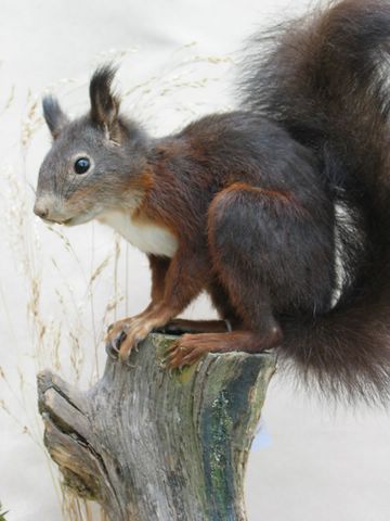 red-squirrel_8275_v2 [640x480].jpg